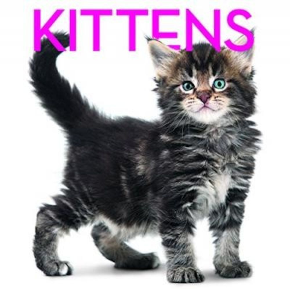 Kittens fotografia produsului