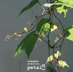 Petala fotografia produsului